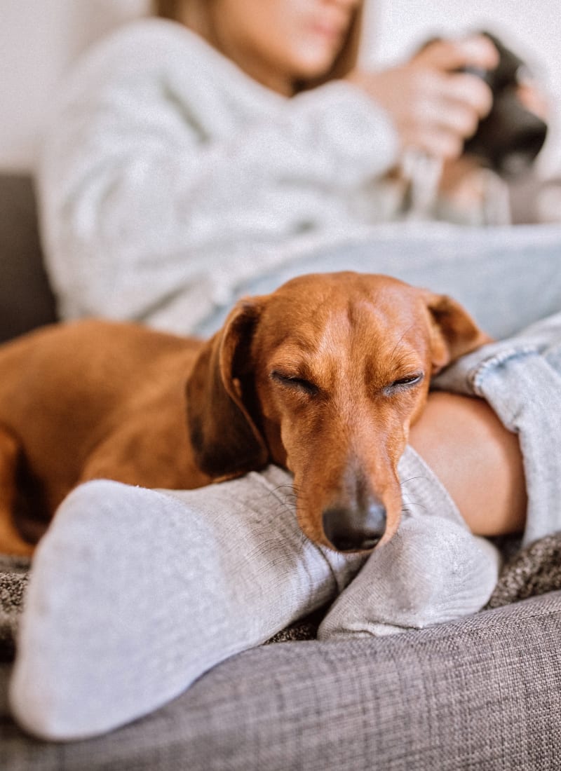 View our pet policy at Marquis on Memorial in Houston, Texas
