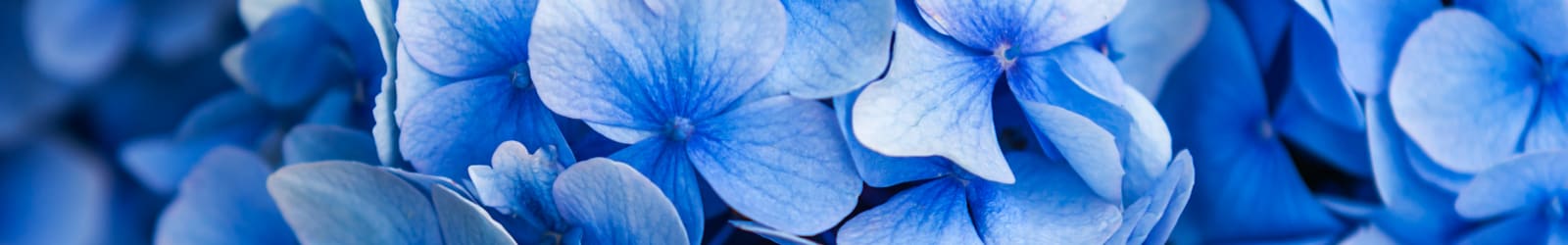 Privacy policy for Wood Haven Senior Living in Tewksbury, Massachusetts