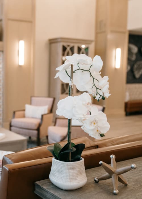 Beautiful orchid on a table at The Pillars of Lakeville in Lakeville, Minnesota