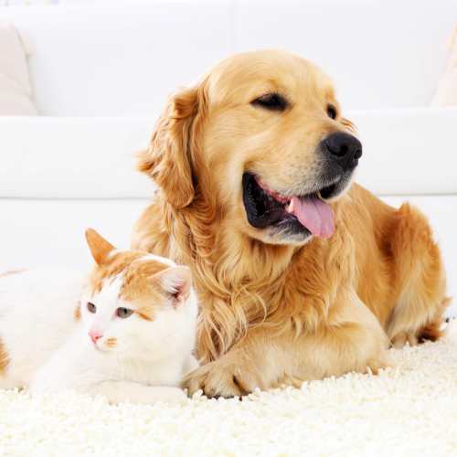 Pet-friendly at Regency Apartment Homes in Williston, North Dakota