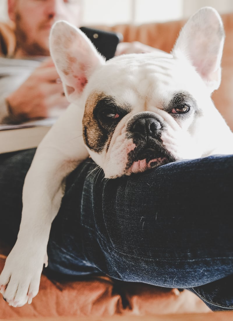 Pet fees at Marquis on Edwards Mill in Raleigh, North Carolina