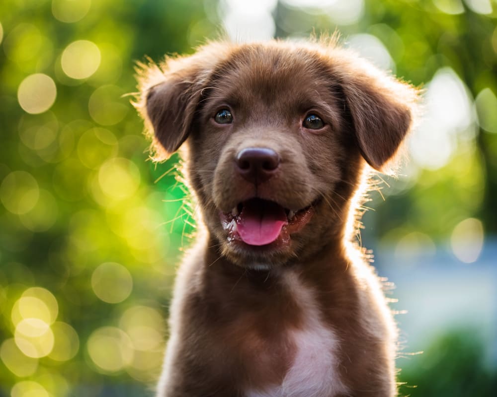 A happy dog at Parc @ Champion Forest in Houston, Texas