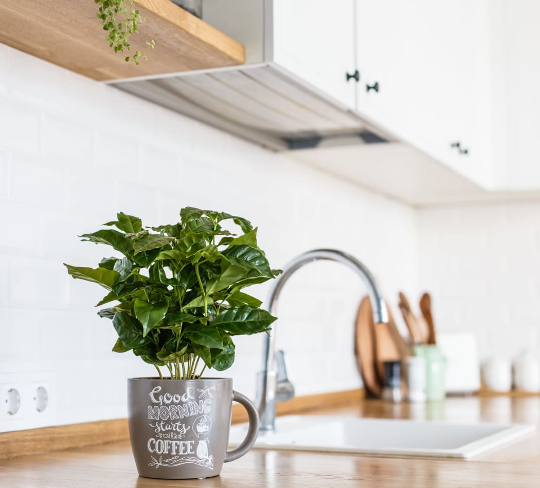 Bright, clean kitchen with an indoor plant at Normandy Park Apartments in Santa Clara, California