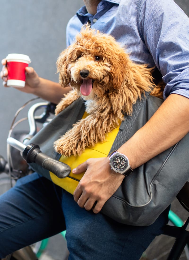 No pet weight limits at Marquis Lofts on Sabine in Houston, Texas