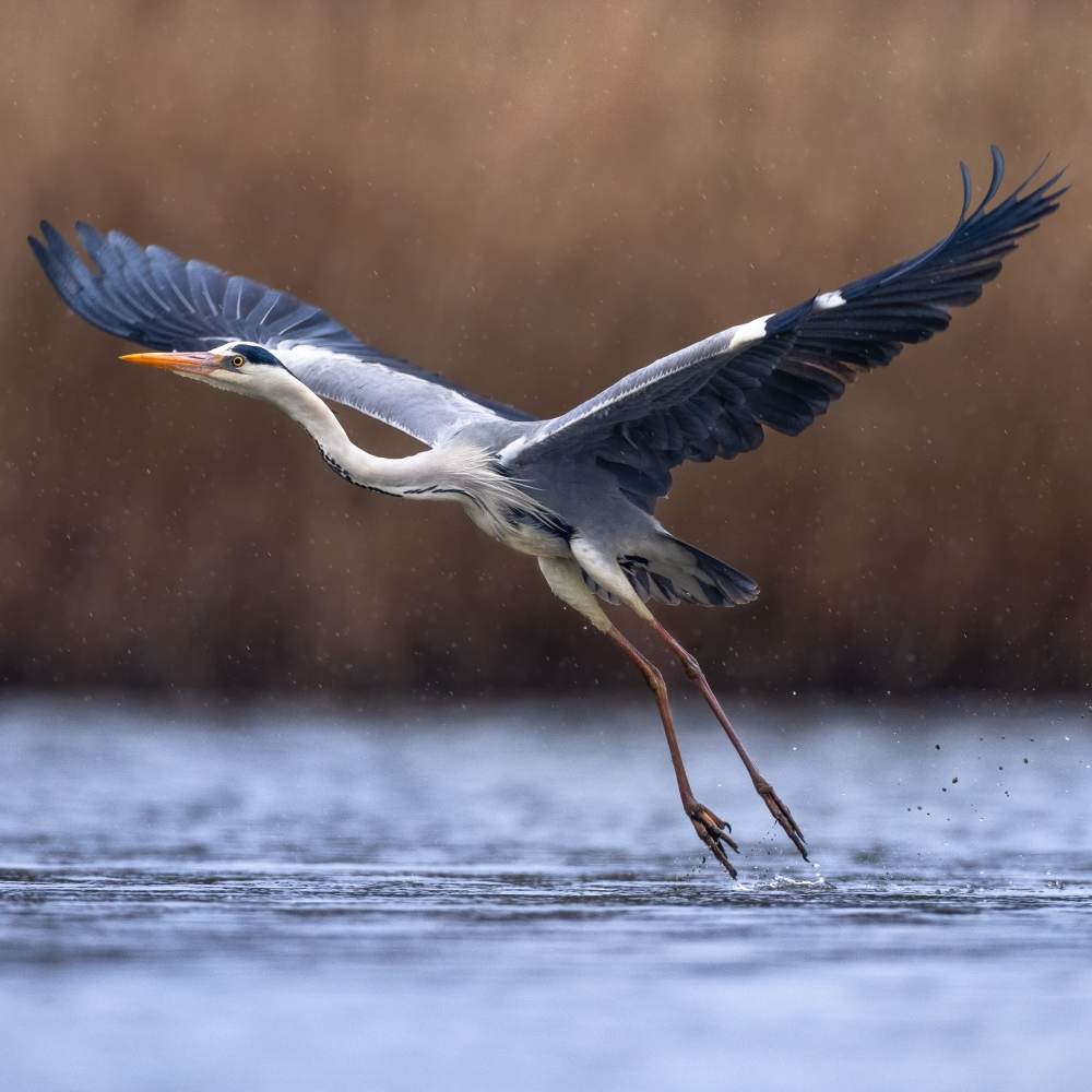 A heron taking off near the homes at Encore Luxury Residences in Little River, South Carolina