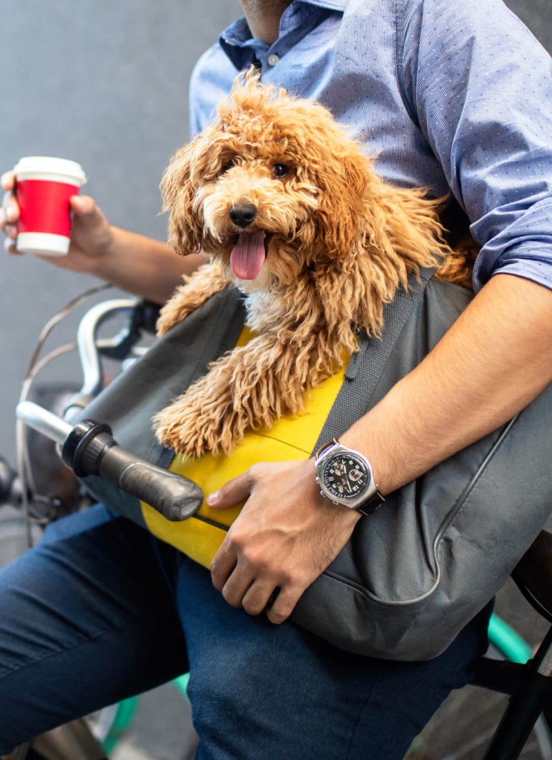 No pet weight limits at Westerly 360 in Austin, Texas