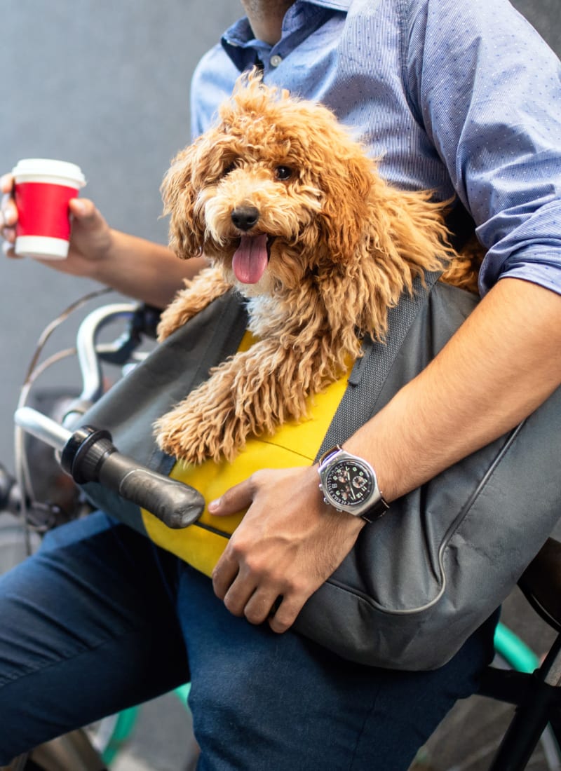 Breed restrictions at SoCo on The Lake in Austin, Texas