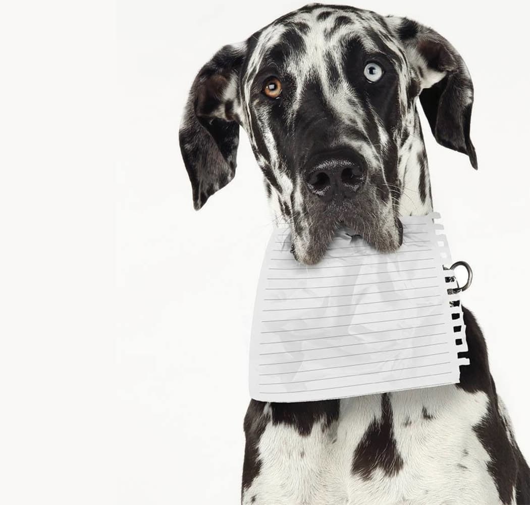 Useful documents at Arizona Avenue Animal Clinic in Chandler, AZ