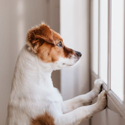 A dog looking out a window in a home at Marine Palms in Twentynine Palms, California