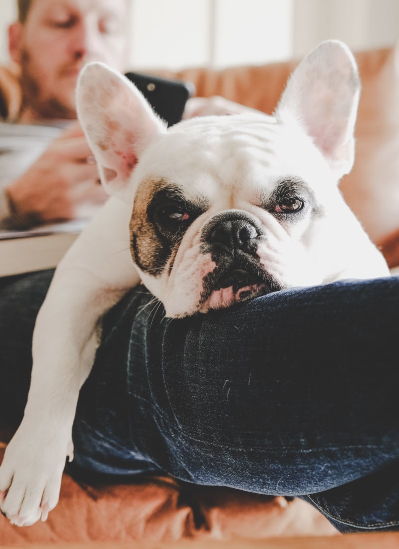 Breed restrictions at Marquis at Perimeter Center in Atlanta, Georgia