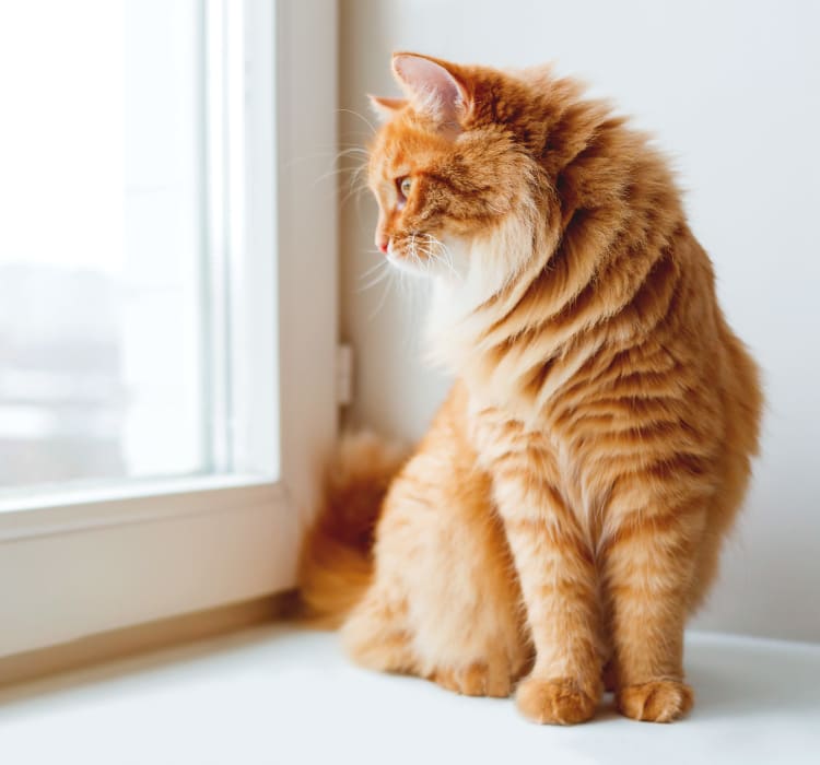 Happy cat dreaming of birds while looking out the window of her new home at Verse Seattle in Seattle, Washington