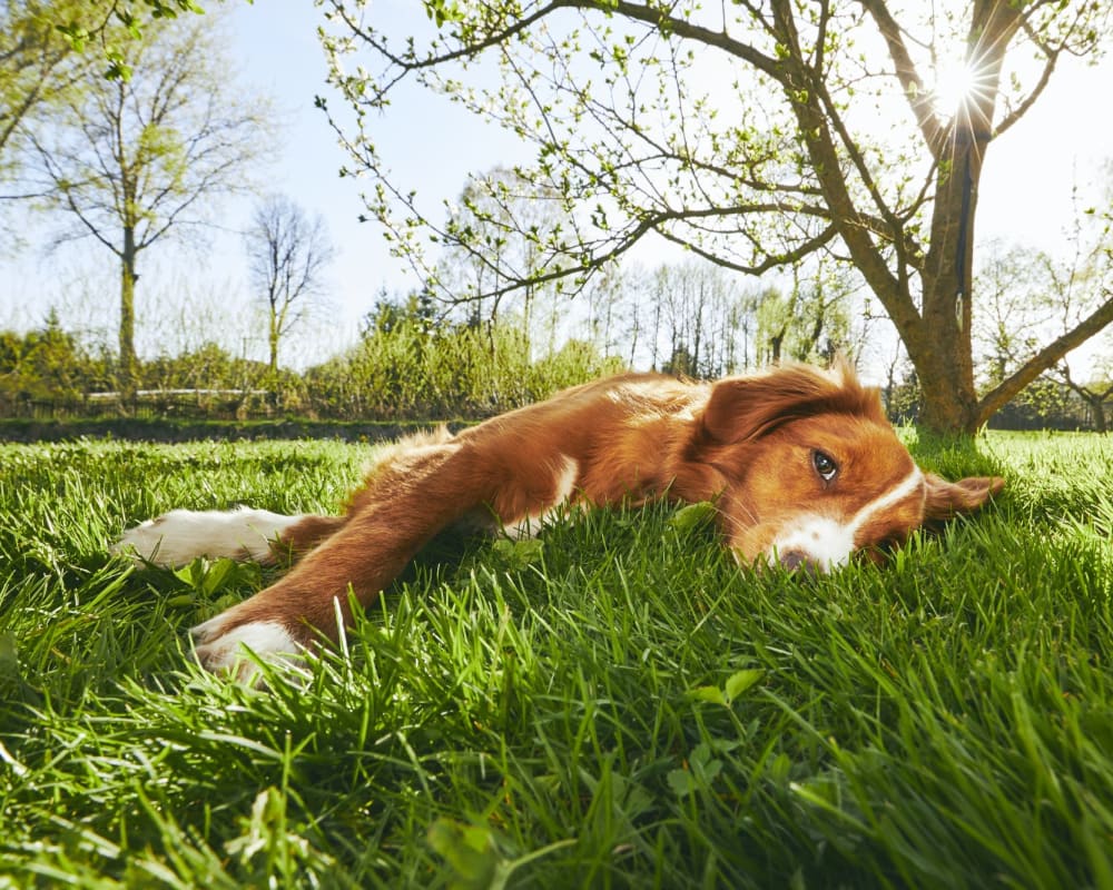 Resident dog enjoying the grass area at Haven at Golf Creek in Portland, Oregon