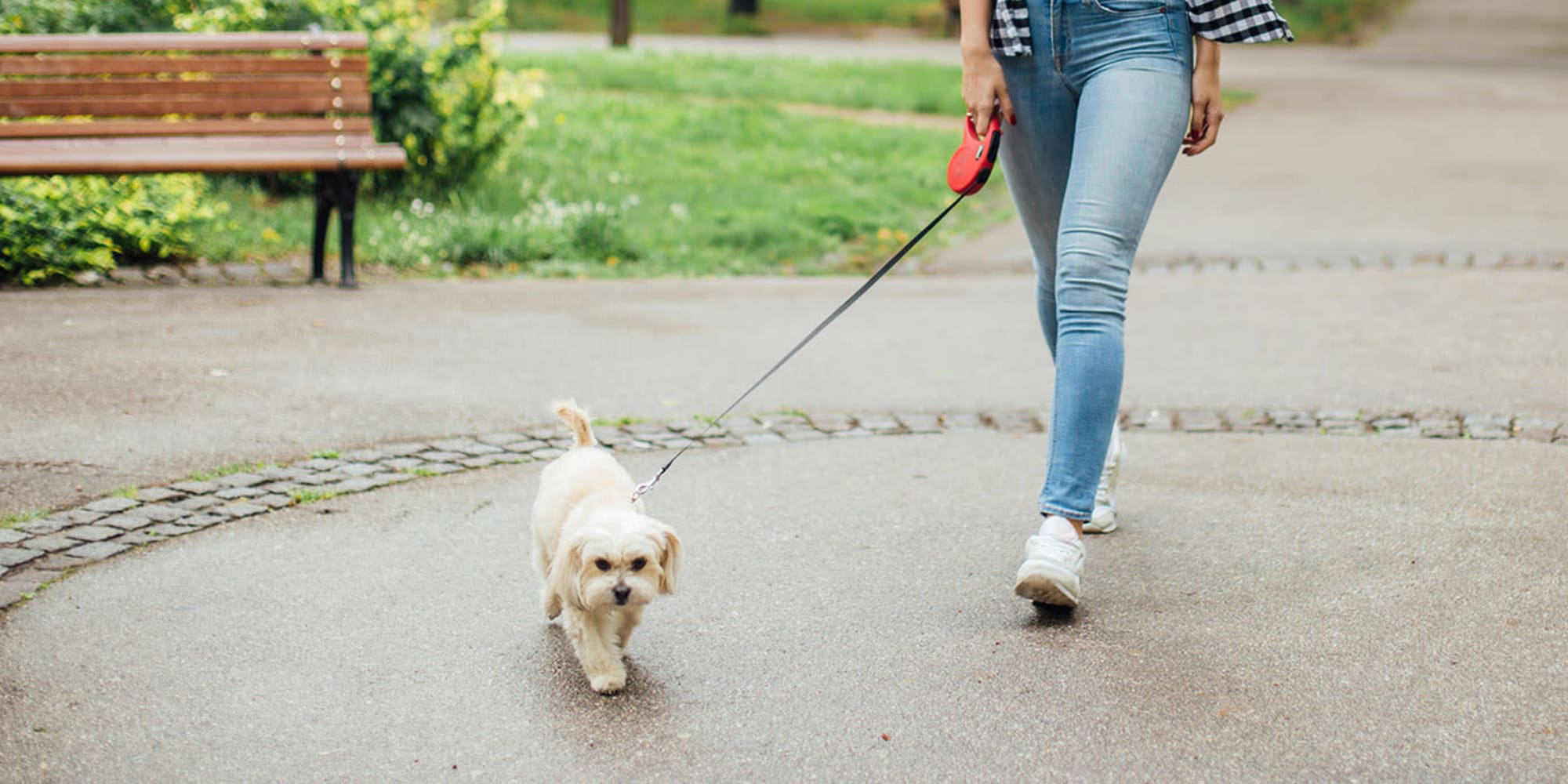 A small, fluffy dog takes her owner for a walk at Ponderosa Dog Park in Salt Lake City