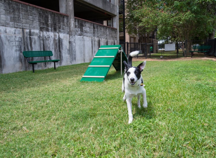 Dog Park nearby at The Vintage in San Antonio, Texas