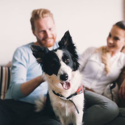 Happy pup on the couch with their parents at Anatole on MacArthur in Oklahoma City, Oklahoma