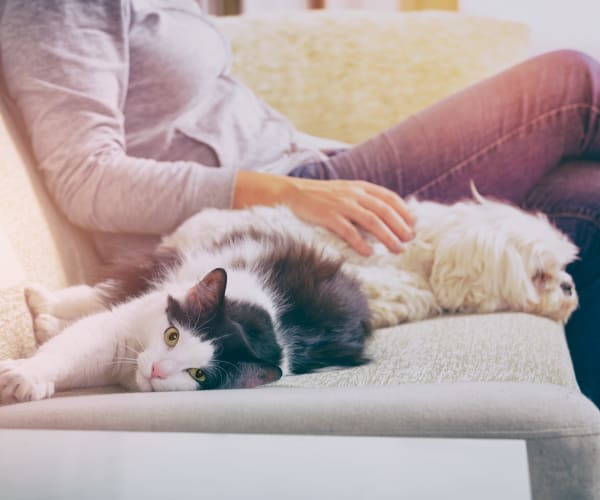 A resident with a cat and a dog in a home at Capeharts East in San Diego, California