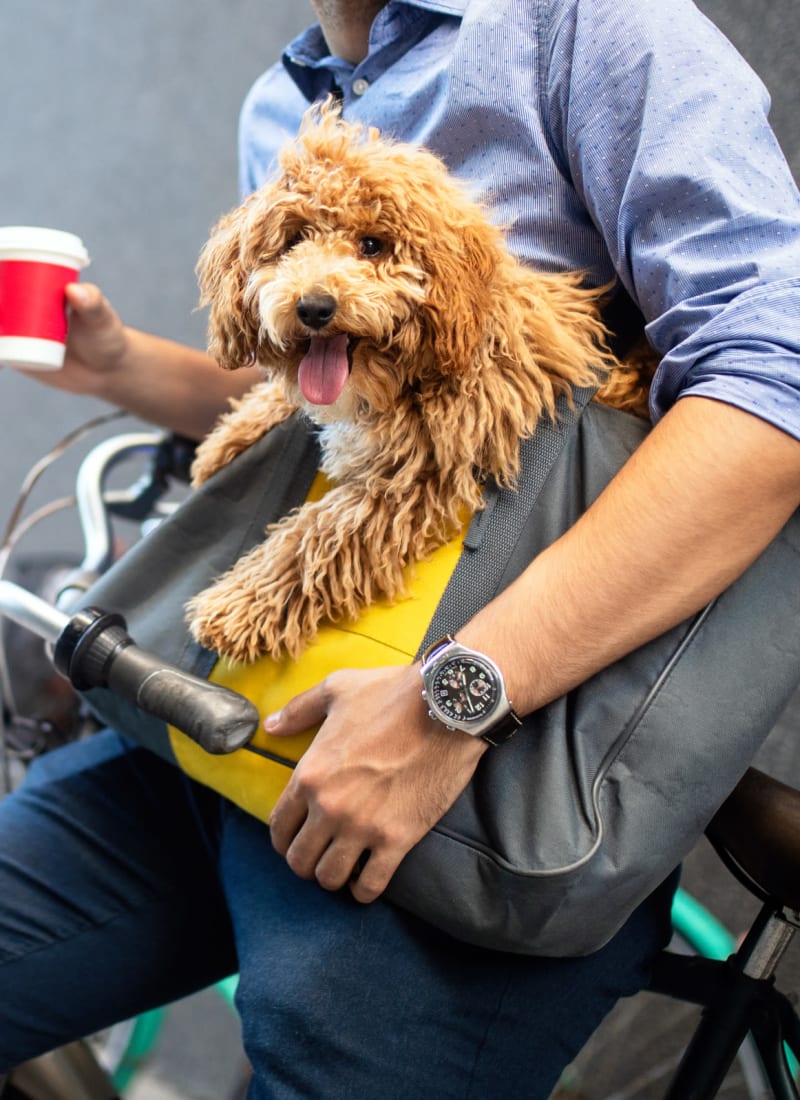 Breed restrictions at Anthem on 12th in Seattle, Washington