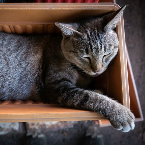 A cat sleeping in a box in a home at San Onofre II in San Clemente, California