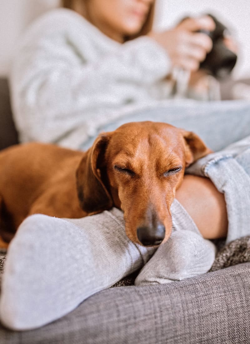 View our pet policy at Marquis of Carmel Valley in Charlotte, North Carolina