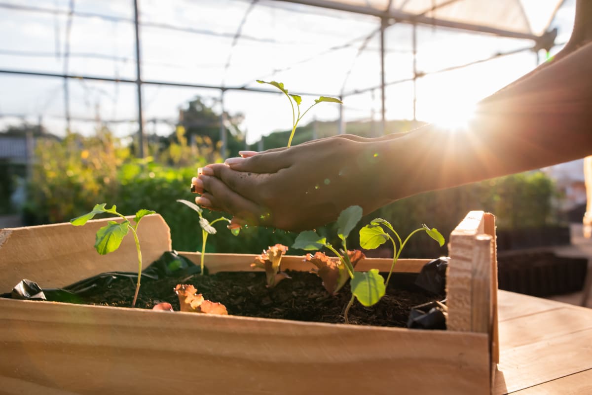 Planting at Solaire 1150 Ripley in Silver Spring, Maryland