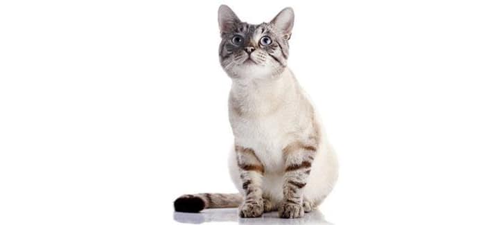 Kitten looking at something shiny at Arizona Avenue Animal Clinic in Chandler, AZ