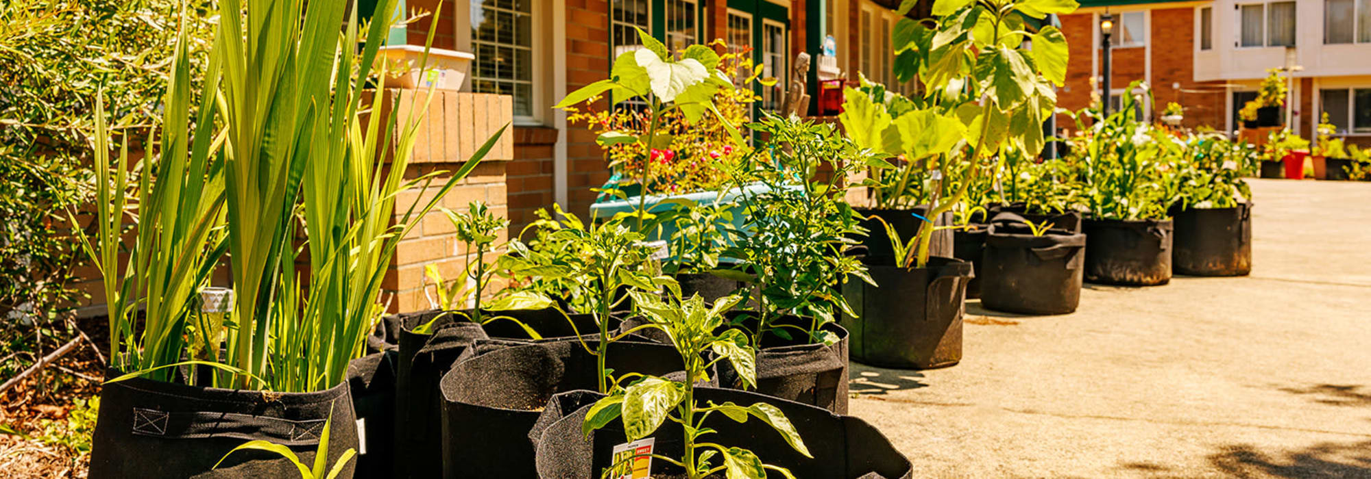 Horticulture and pet therapy at Peoples Senior Living in Tacoma, Washington