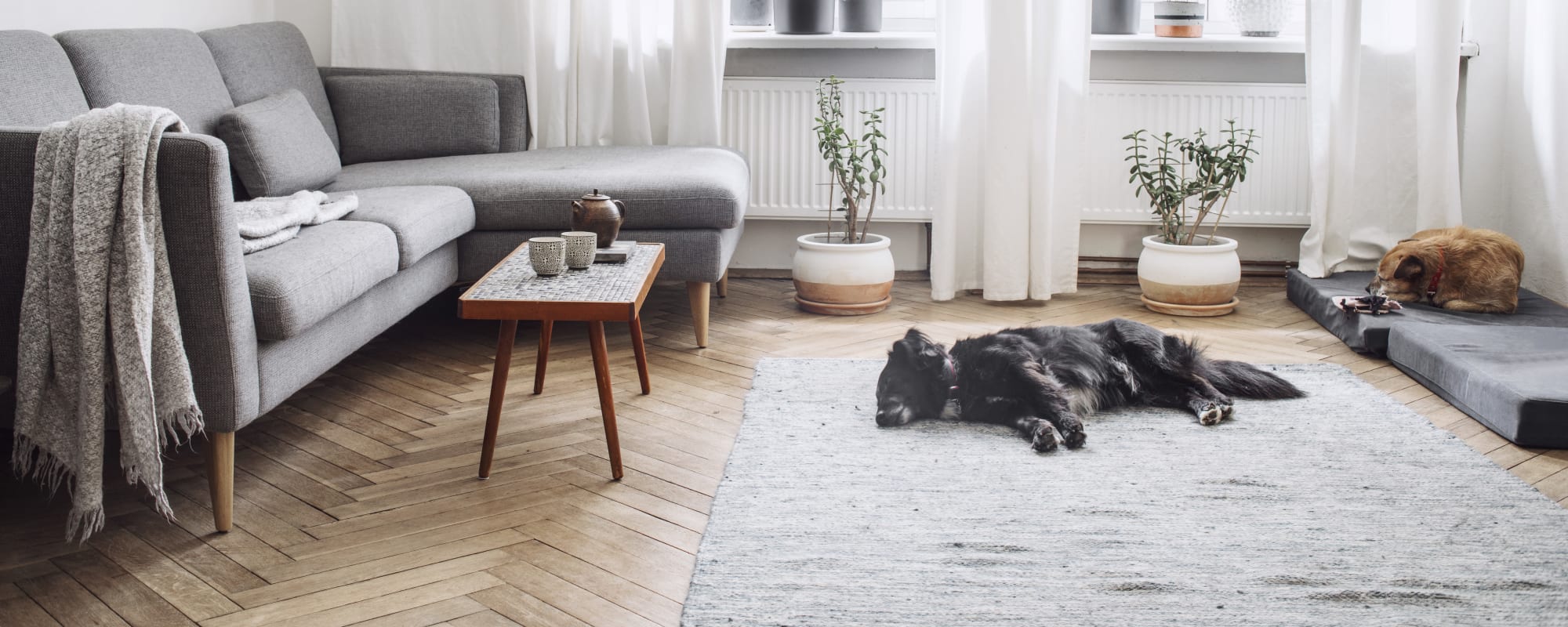 Pet-friendly apartments at The Alcott in Denver, Colorado