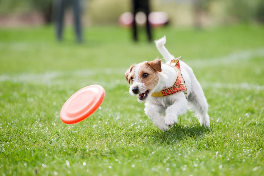 Happy terrier playing frisbee at Riverstone Apartments in Bryan, Texas