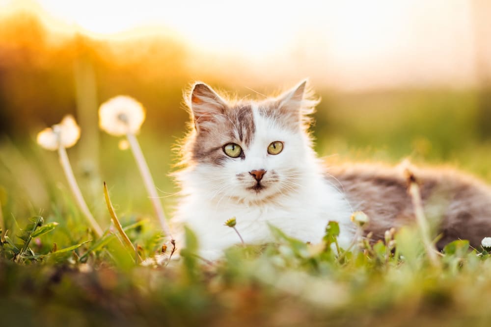 Cat enjoying a quiet time at Lantana at Cypress Cay in Lutz, Florida