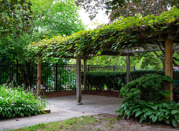 Wooden pergola covered in green vines at Victory Gardens in East Boston, Massachusetts