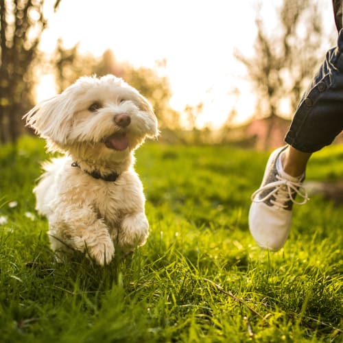 A dog running through the grass with a resident at Canyon View in San Diego, California