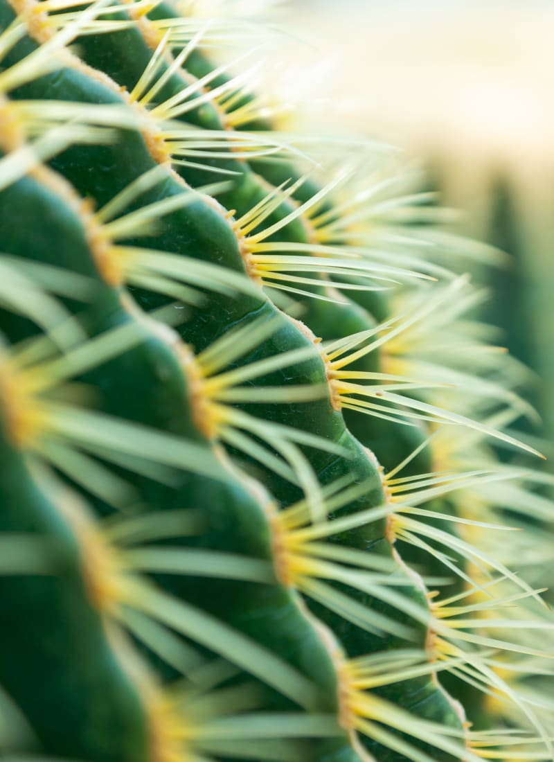 Closeup of round cactus plant in Phoenix, Arizona from Marquis at Sonoran Preserve