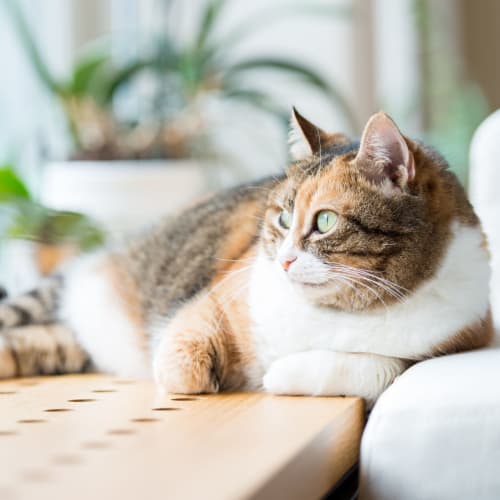 A house cat laying down at Heroes Manor in Tarawa Terrace, North Carolina