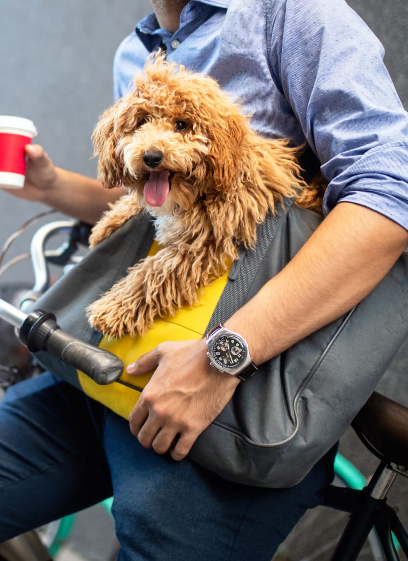 Breed restrictions at Marquis on Pin Oak in Houston, Texas