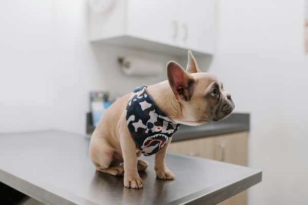 Cat posing for a photo at