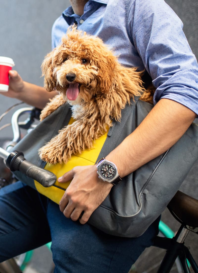 No pet weight limits at Marquis on Gaston in Dallas, Texas