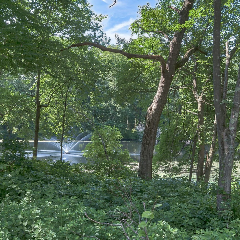 Forested area with a pond at Highland Hills, Cumberland, Rhode Island