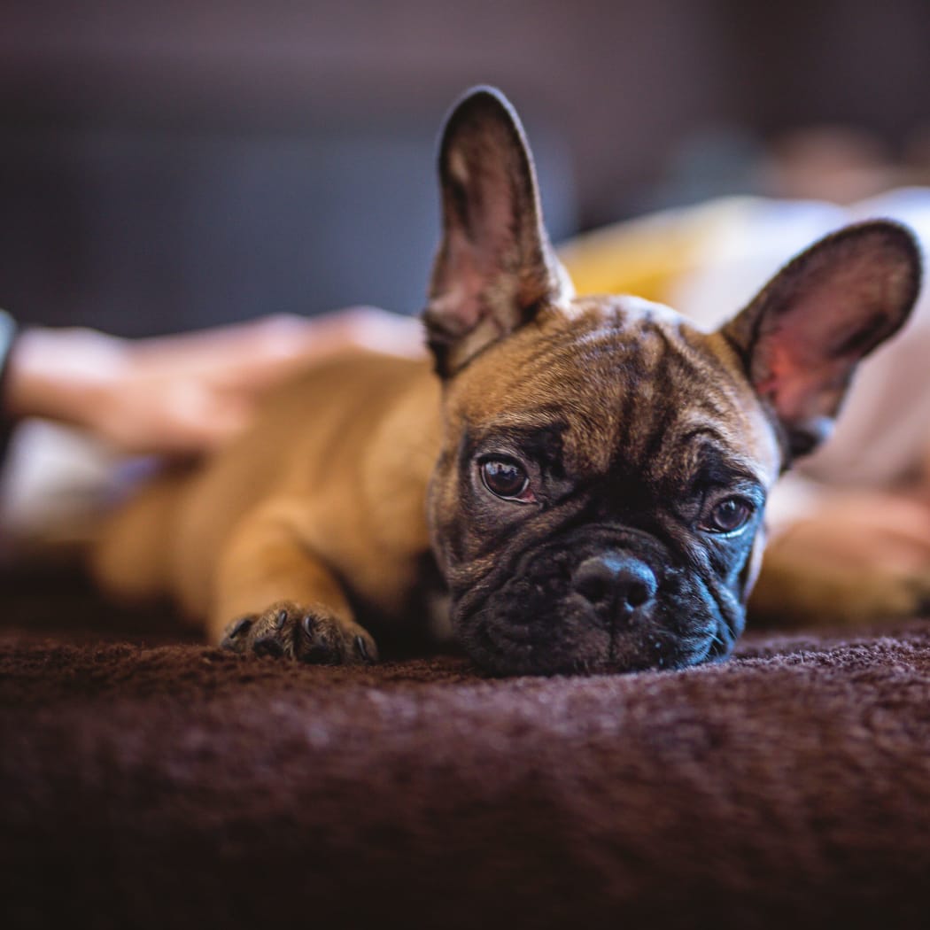 Dog laying on a bed at Icon at Broken Arrow in Broken Arrow, Oklahoma
