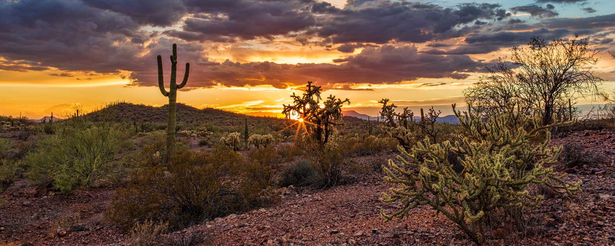 Living options at Pennington Gardens in Chandler, Arizona