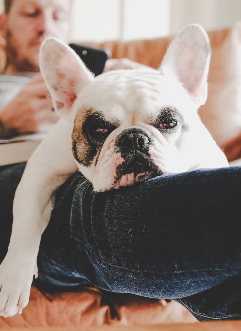 Two pets maximum per apartment at Marquis on Memorial in Houston, Texas