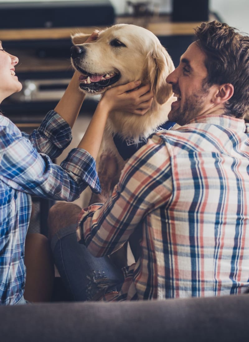 Pet fees at Marq 211 in Seattle, Washington