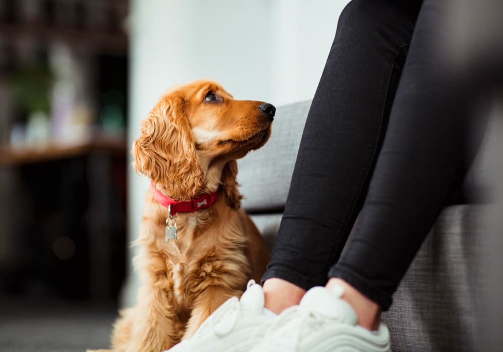 Resident dog admiring their parent in their living room at Courtyard 465 Apartments in Wenatchee, Washington