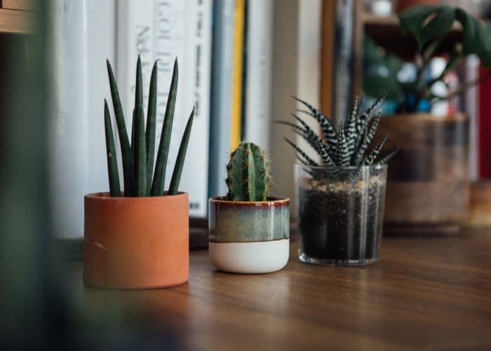 Succulents on a desk at Case & Associates in Tulsa, Oklahoma