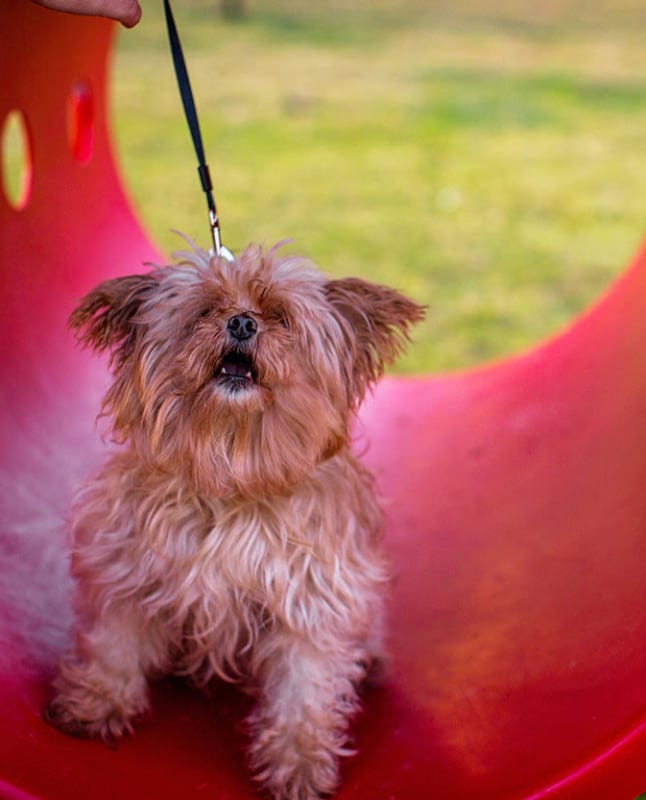 Pup playing on the equipment in our dog park at Palisades at Pleasant Crossing in Rogers, Arkansas