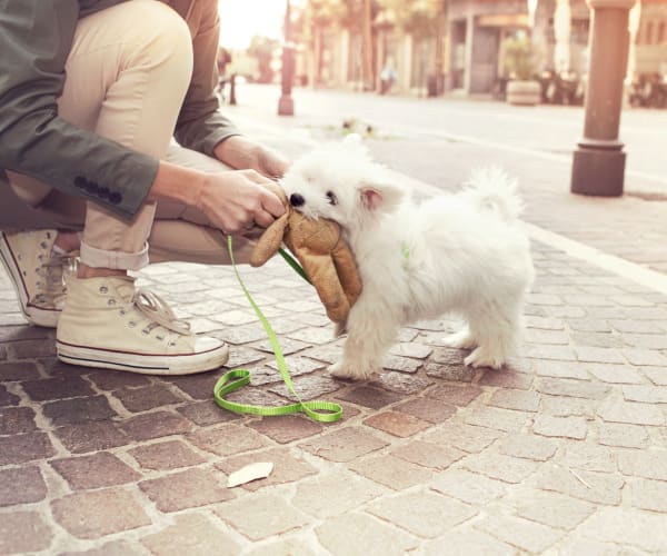 Pet friendly apartments in Carrollton