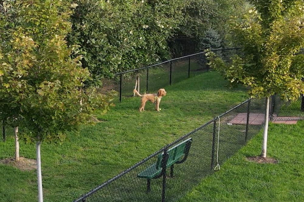 A dog in a fenced park at Ravello 192 in Elkhorn, Nebraska