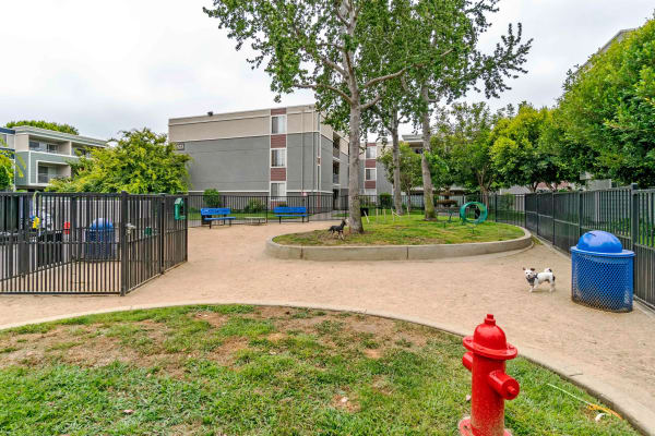 Resident dog park at Summer House Apartments
