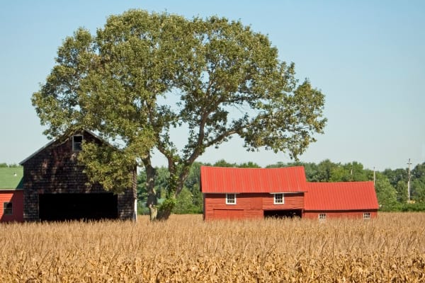 Red barn shaded by a tree