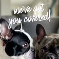  Somerset Park Apartments in Bath, Michigan is a pet friendly community with no weight and breed restrictions