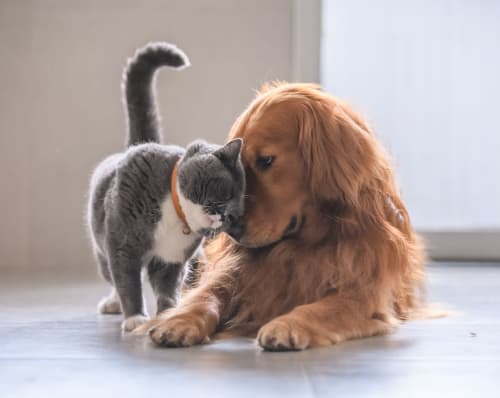 Happy cat and dog cuddling at Palm Lake Apartment Homes in Concord, California